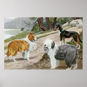 Affiches Amoureux de les chiens vintages Art Collie Trio