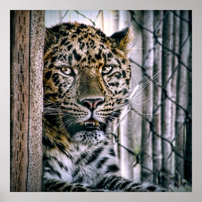 Affiches Amur Leopard Exotic Zoo Animal (Devant)