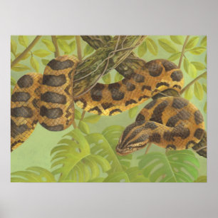 Affiches Anaconda