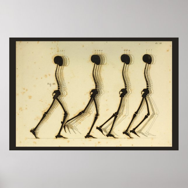 Affiches Analyse de la démarche à pied Chiropratique de la  (Devant)