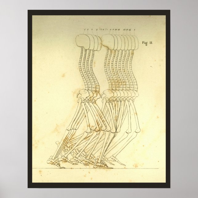 Affiches Analyse de la démarche à pied Chiropratique de la  (Devant)