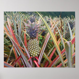 Affiches Ananas, Champ d'Ananas, Photographie