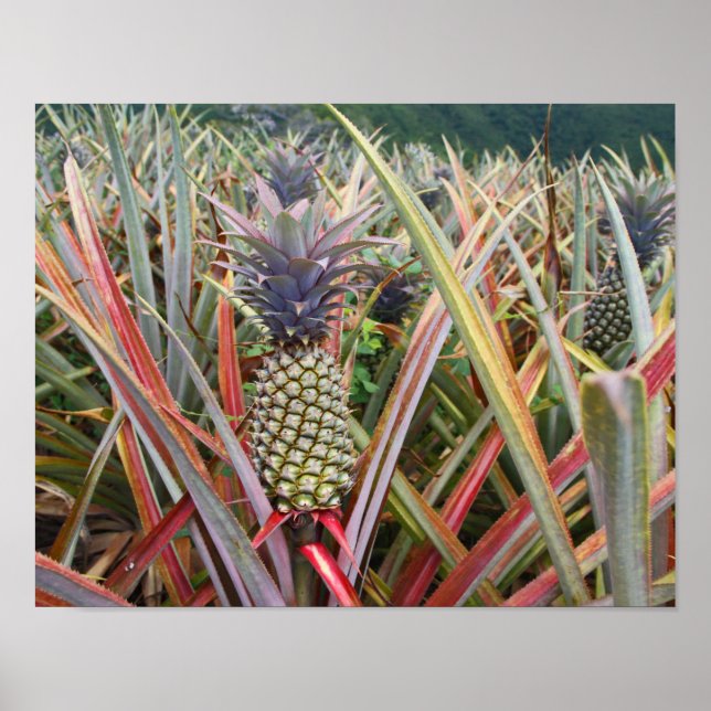 Affiches Ananas, Champ d'Ananas, Photographie (Devant)