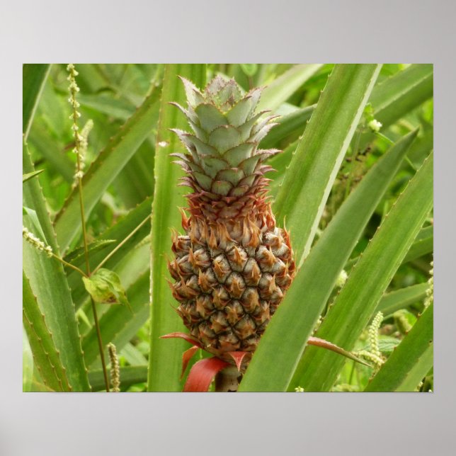 Affiches Ananas sauvage Fruit tropical dans la nature (Devant)