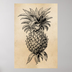 Affiches Ananas vintages d'illustration d'ananas de 1800s