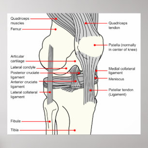 Affiches Anatomical Diagram of a Human Right Knee Joint