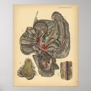 Affiches Anatomie abdominale du cheval 1908 Imprimer Vintag
