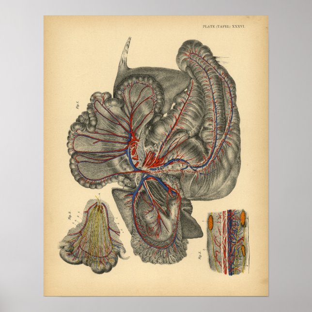 Affiches Anatomie abdominale du cheval 1908 Imprimer Vintag (Devant)