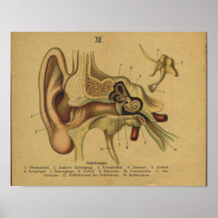 Affiches Anatomie allemande vintage Imprimer oreille