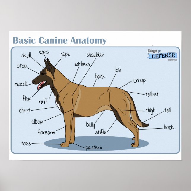 Affiches Anatomie canine 16x12 (Devant)