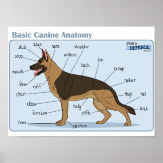 Affiches Anatomie canine 16x12