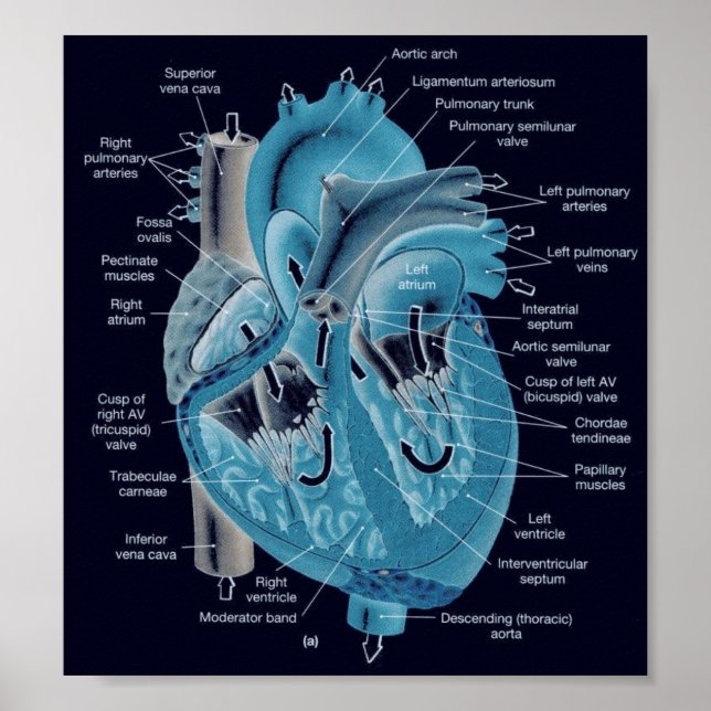 Affiches Anatomie cardiaque (Devant)