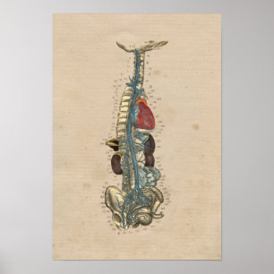 Affiches Anatomie cardiaque des veines humaines 1841 Imprim