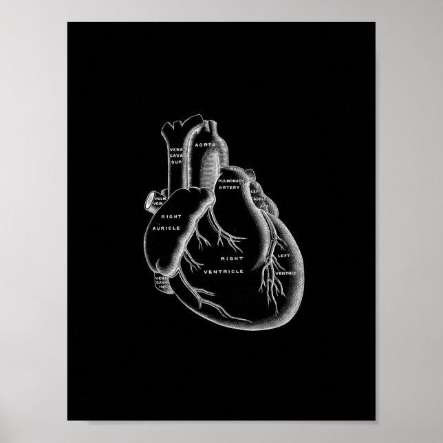 Affiches Anatomie cardiaque humaine en noir et blanc (Devant)