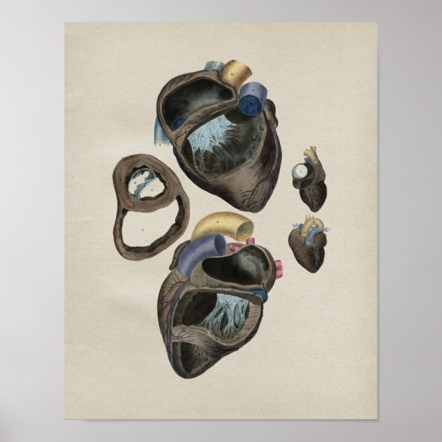 Affiches Anatomie cardiaque humaine Imprimer Vintage (Devant)