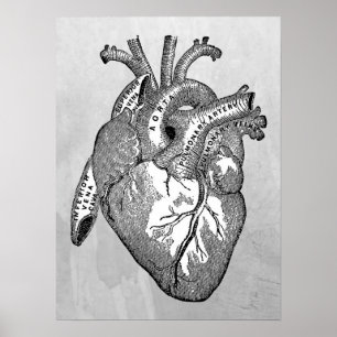 Affiches Anatomie cardiaque vintage