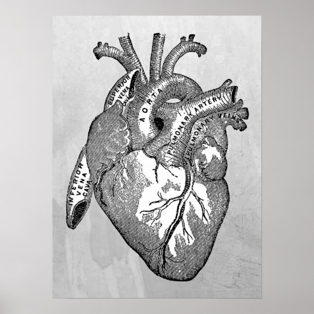 Affiches Anatomie cardiaque vintage (Devant)