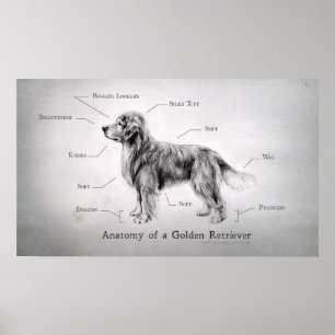 Affiches Anatomie correcte d'un Golden Retriever