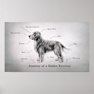 Affiches Anatomie correcte d'un Golden Retriever