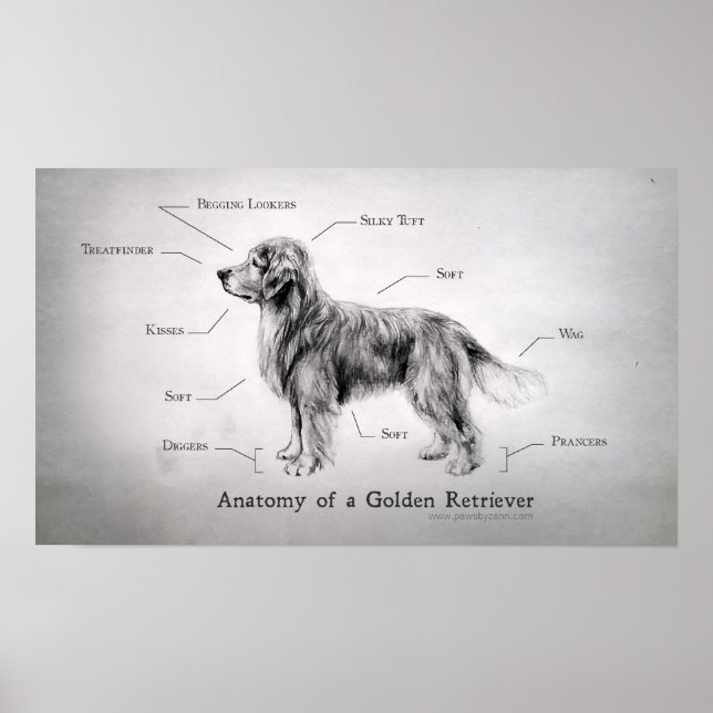 Affiches Anatomie correcte d'un Golden Retriever (Devant)
