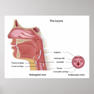 Affiches Anatomie d'affiche de larynx