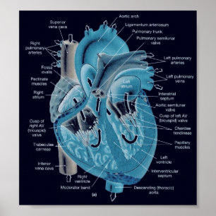 Affiches Anatomie de coeur