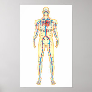Affiches Anatomie de corps humain et d'appareil