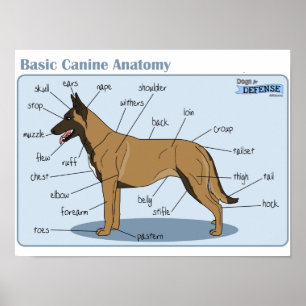 Affiches anatomie de la canine 16x12