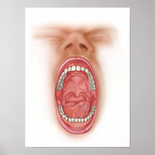 Affiches Anatomie De La Cavité De La Bouche Humaine