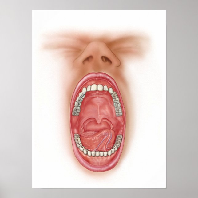 Affiches Anatomie De La Cavité De La Bouche Humaine (Devant)