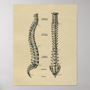 Affiches Anatomie de la colonne vertébrale humaine 1902 Imp