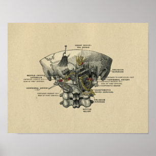 Affiches Anatomie de la colonne vertébrale humaine 1902 Imp