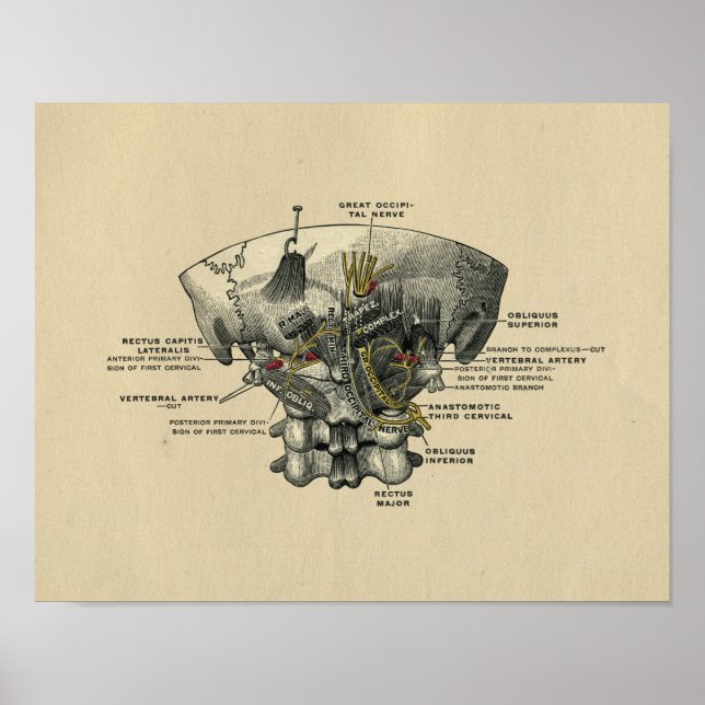 Affiches Anatomie de la colonne vertébrale humaine 1902 Imp (Devant)