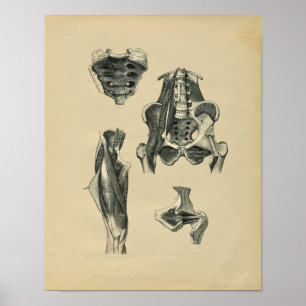 Affiches Anatomie de la jambe pelvis humaine 1902 Impressio