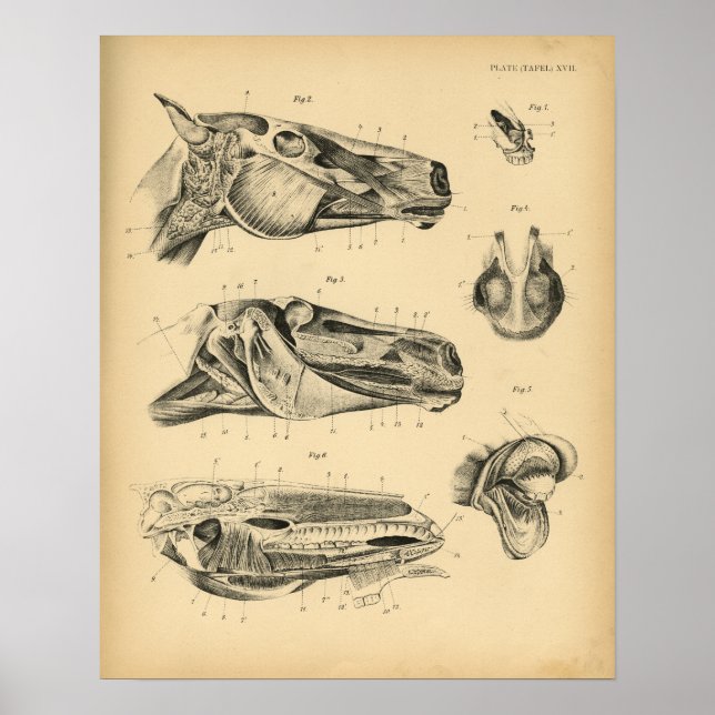 Affiches Anatomie de la mâchoire de cheval 1908 Imprimer Vi (Devant)