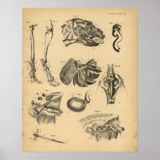 Affiches Anatomie de la tête de la jambe de chien 1908 Impr