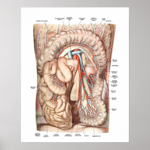 Affiches Anatomie de l'abdomen