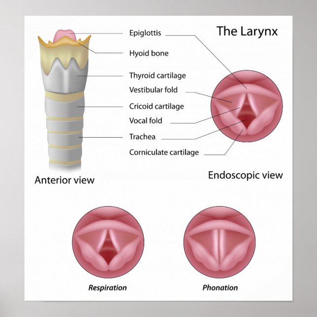 Affiches Anatomie de l'affiche larynx (Devant)