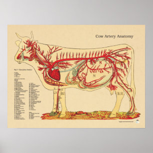 Affiches Anatomie de l'artère vétérinaire de la vache