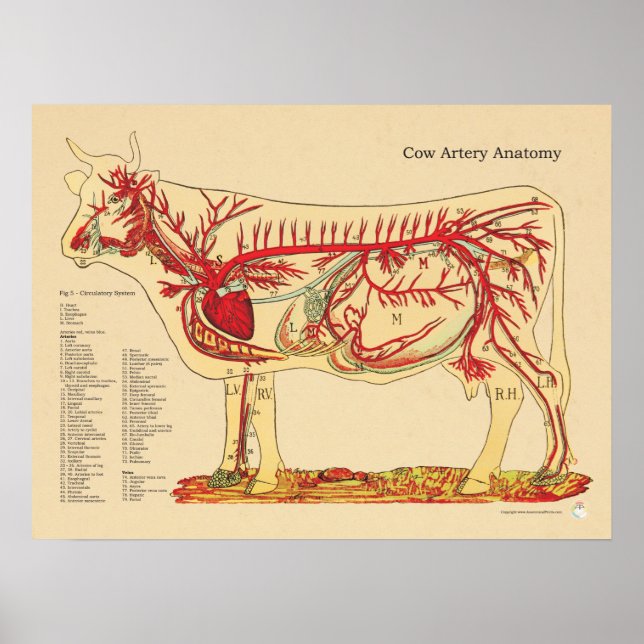 Affiches Anatomie de l'artère vétérinaire de la vache (Devant)