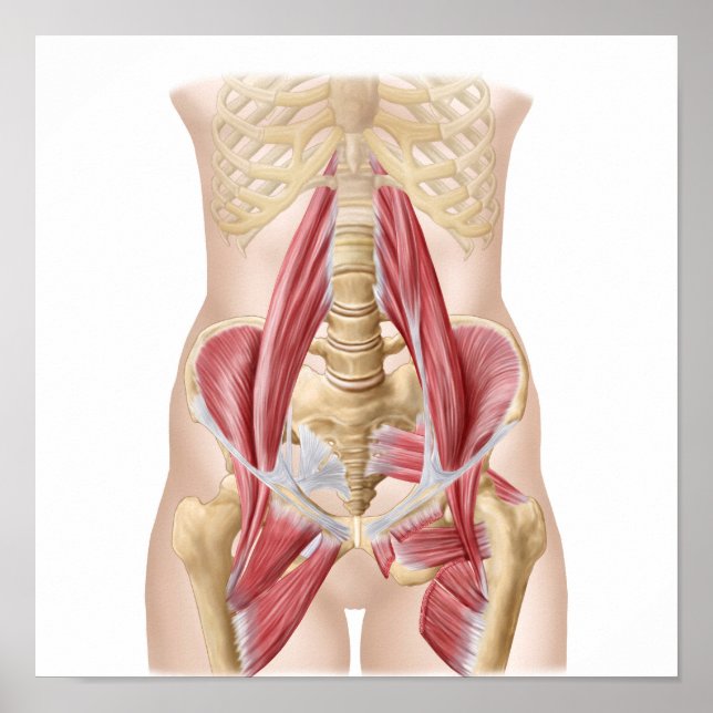 Affiches Anatomie De L'Iliopsoa, Les Muscles De Hip Dorsal (Devant)