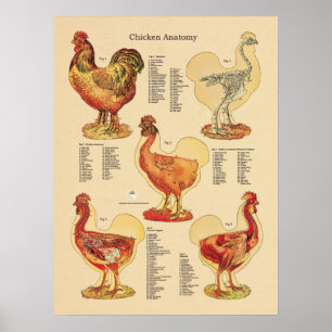 Affiches Anatomie de poulets