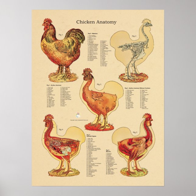 Affiches Anatomie de poulets (Devant)