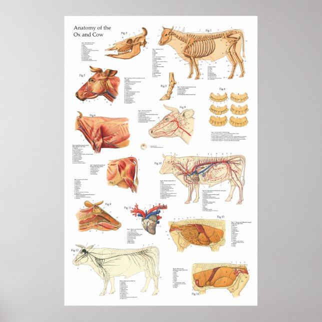 Affiches Anatomie des bovins Graphique 24" X 36" (Devant)
