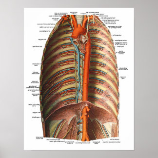 Affiches Anatomie des côtes et Thorax