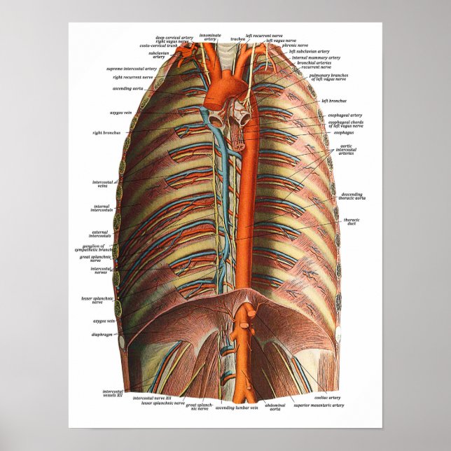 Affiches Anatomie des côtes et Thorax (Devant)