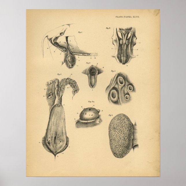 Affiches Anatomie des moutons de bélier de vache 1908 Impre (Devant)