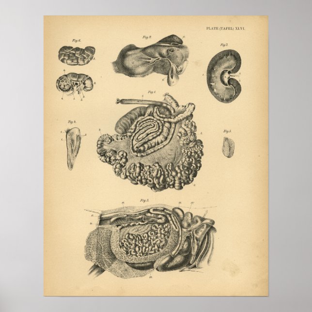 Affiches Anatomie des moutons de chèvre de vache 1908 Impri (Devant)