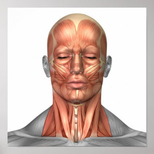 Affiches Anatomie Des Muscles Du Visage Et Du Cou Humains,