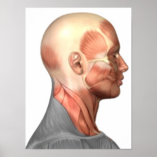 Affiches Anatomie Des Muscles Du Visage Humain, Vue De Côté